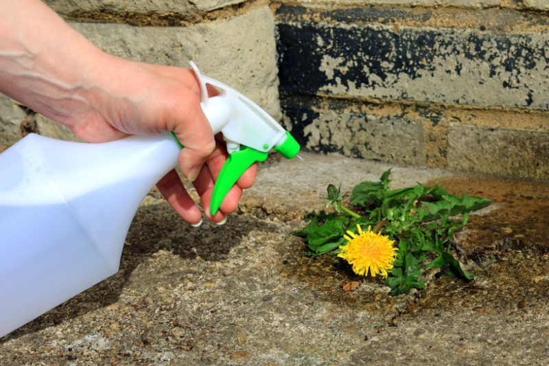 liminez Les Mauvaises Herbes Naturellement 10 M thodes Efficaces liminez Les Mauvaises Herbes Naturellement 10 M thodes Efficaces